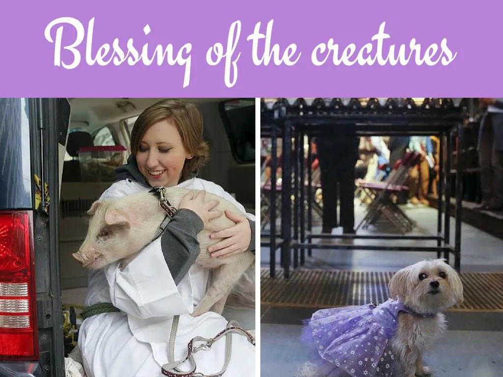 blessing of the animals n.