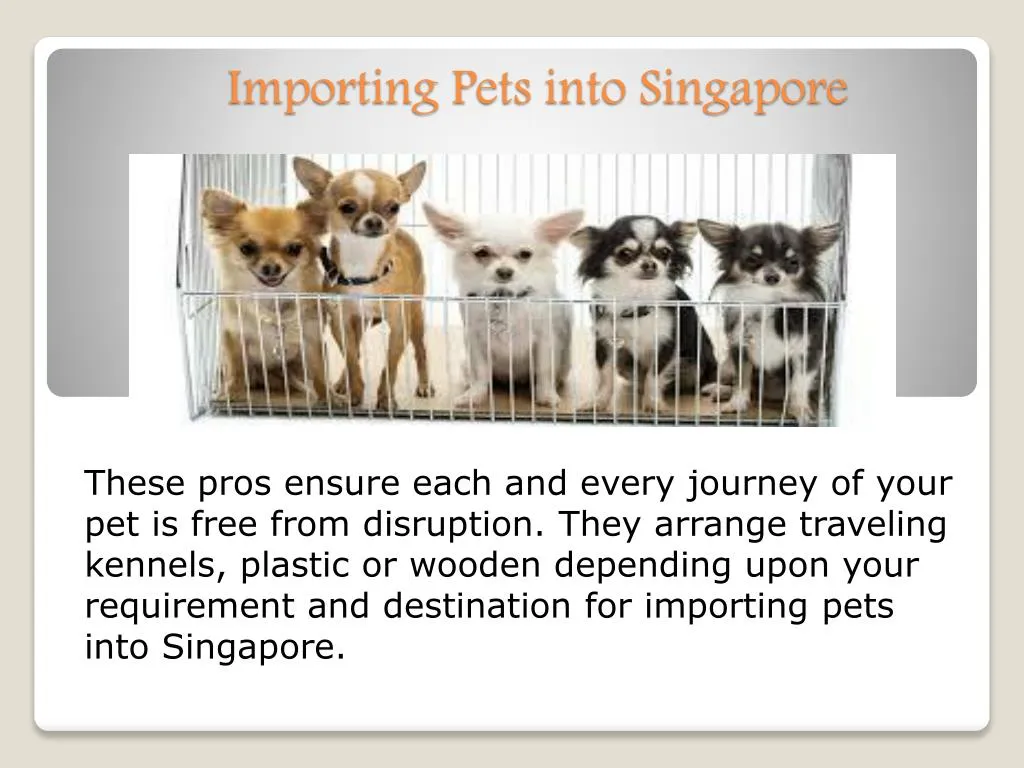 PPT Importing Pets into Singapore PowerPoint Presentation, free