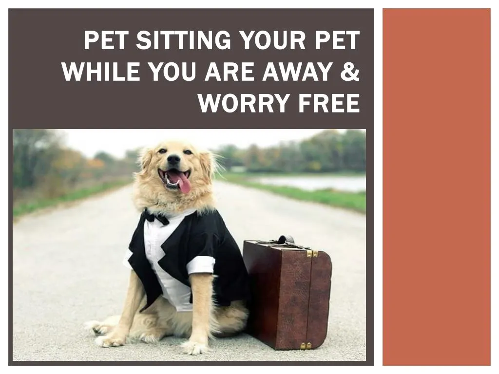 pet sitting your pet while you are away worry free n.
