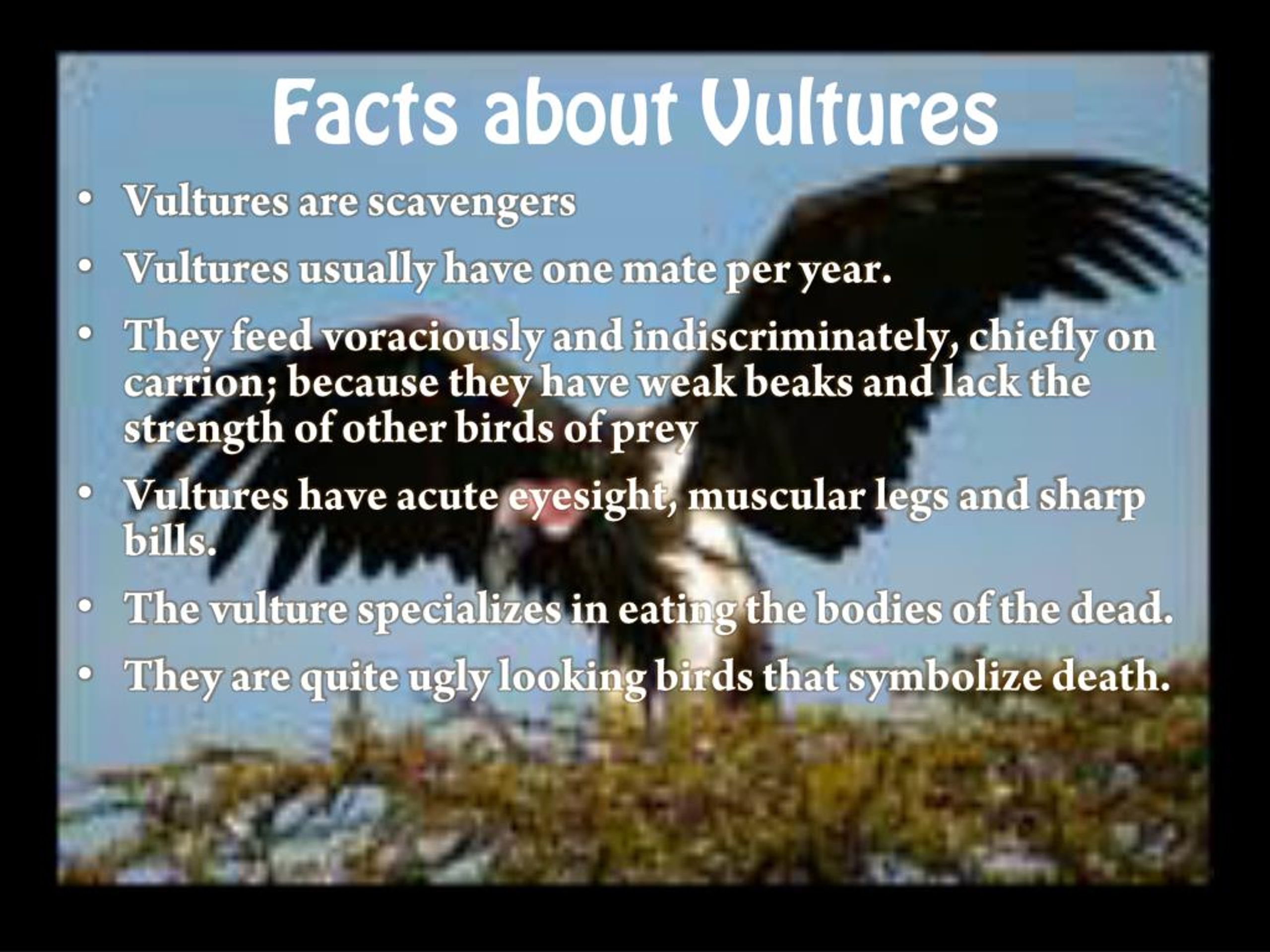 vultures poetry essay