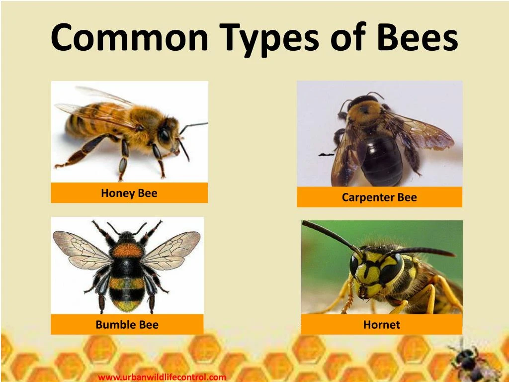 Ppt - Why We Need Bee Pest Control Powerpoint Presentation - Id:7231639