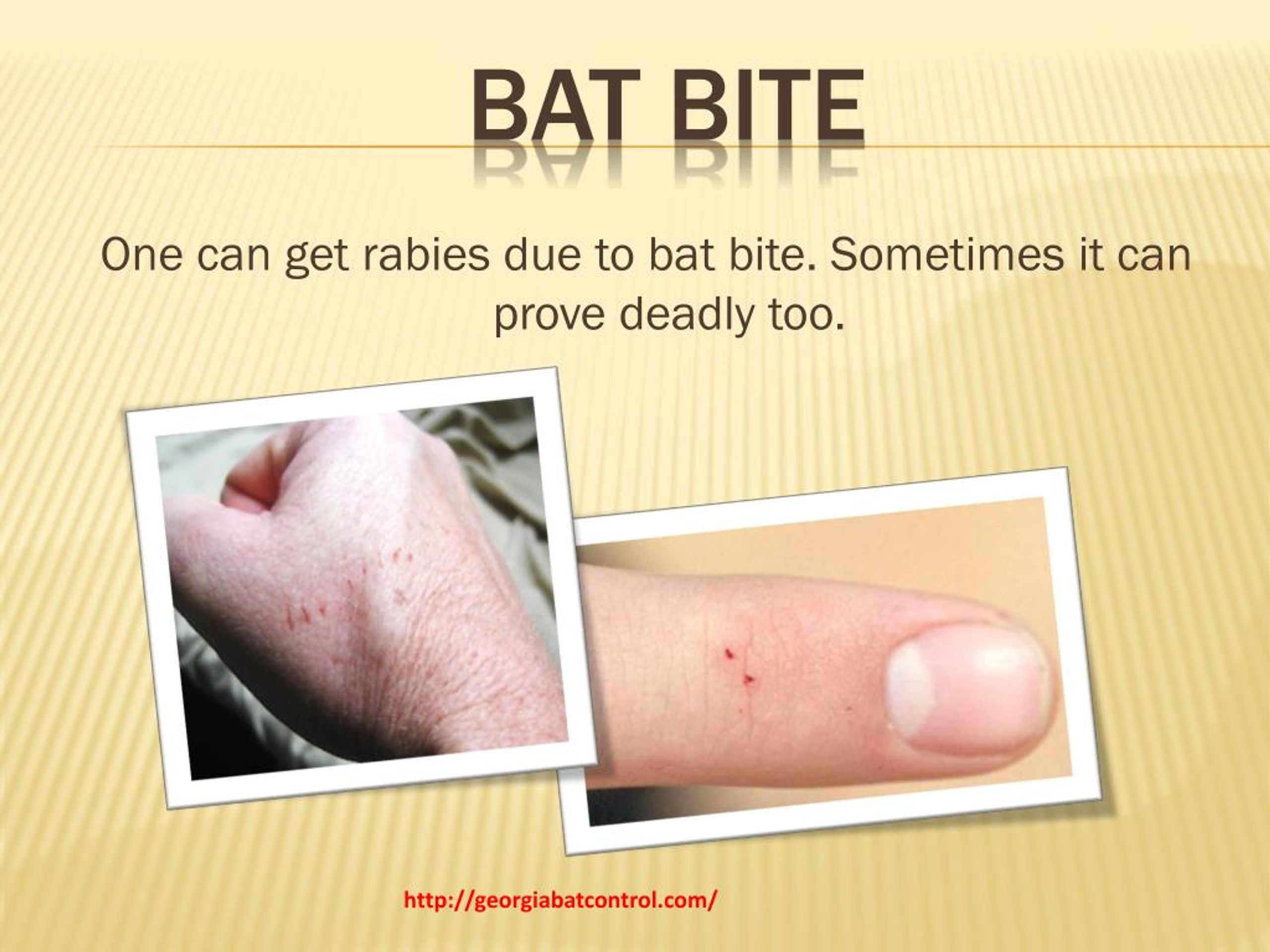 PPT How To Get Rid of Bats in the Attic PowerPoint Presentation, free