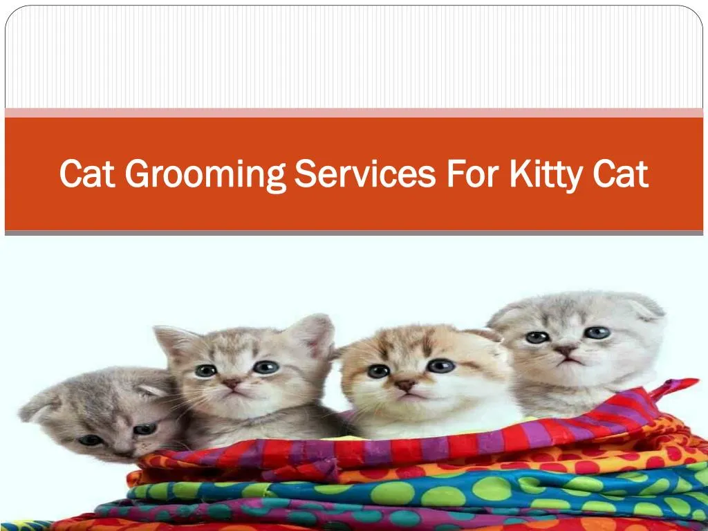 cat grooming services for kitty cat n.