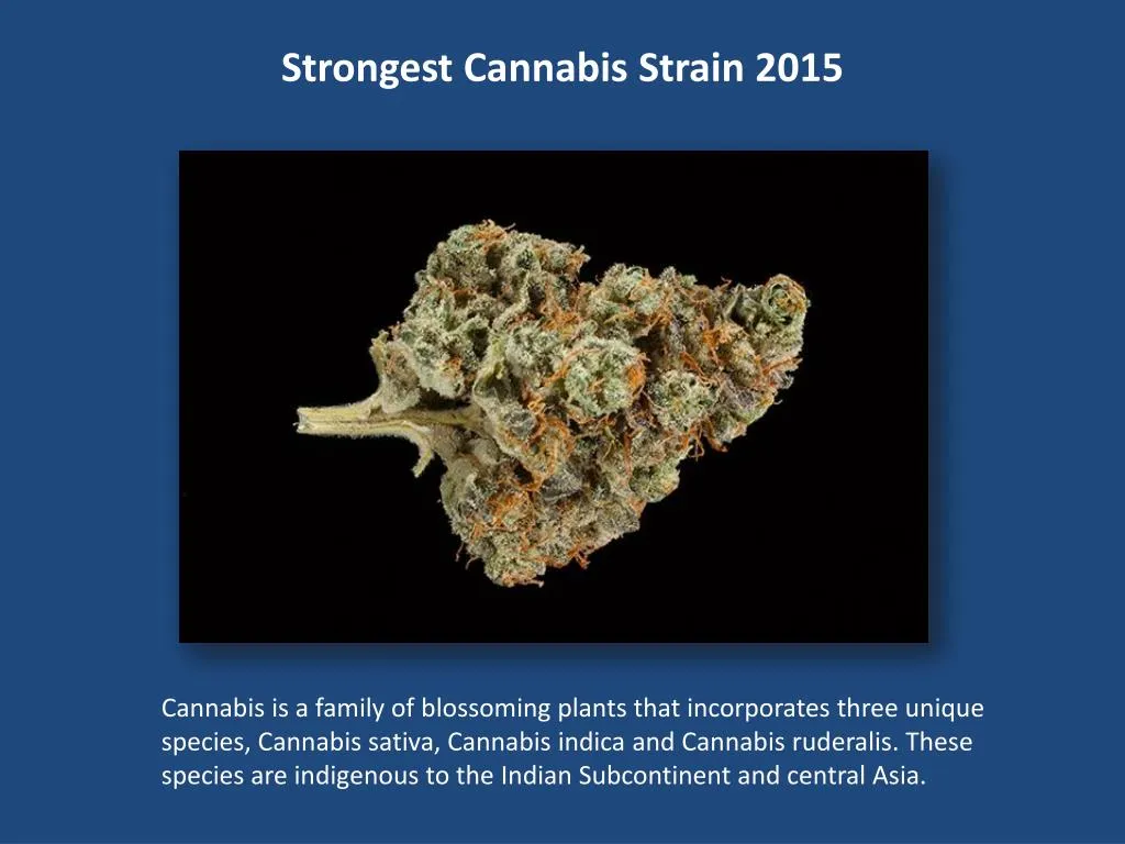 PPT Strongest Cannabis Strain 2015 PowerPoint Presentation, free