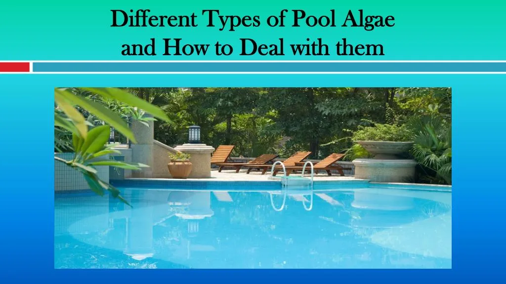 different types of pool algae and how to deal with them n.