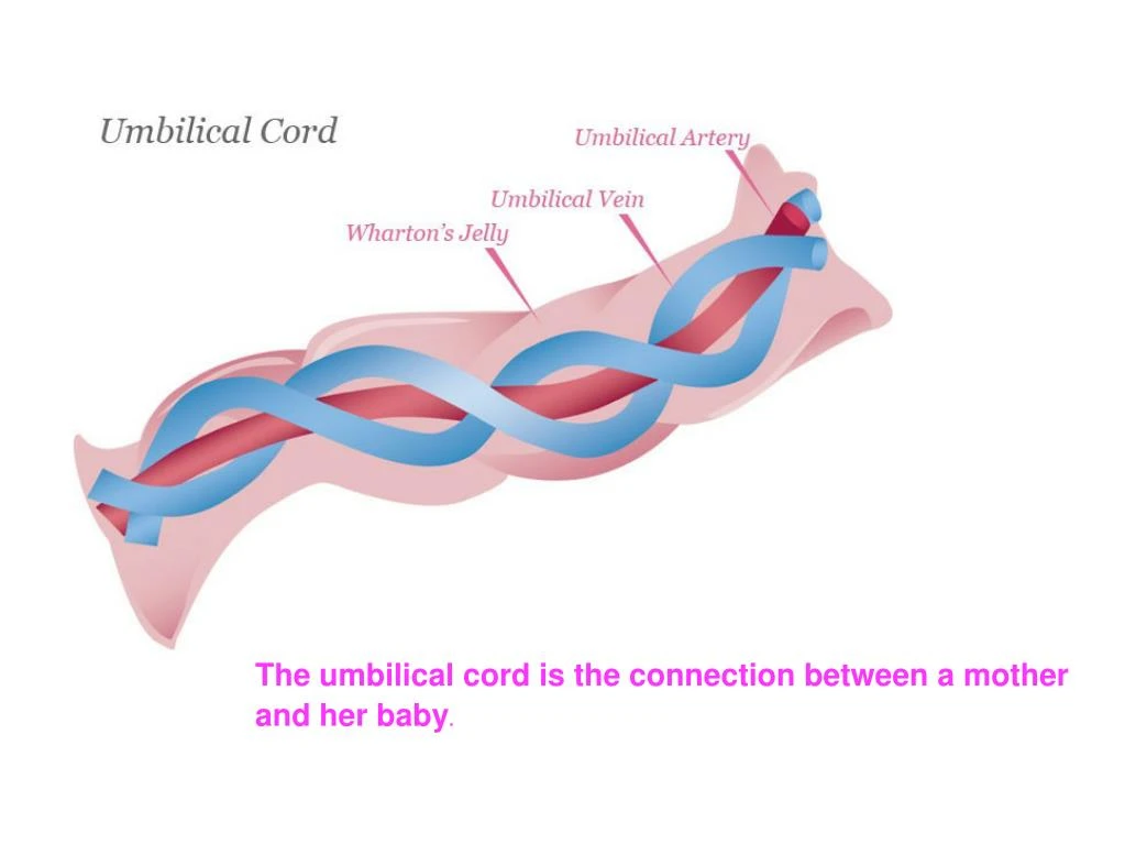 PPT How to Cut the Umbilical Cord of a Baby PowerPoint Presentation