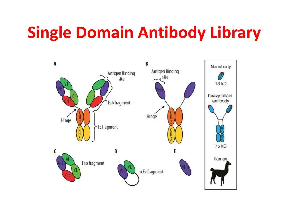 PPT - Single Domain Antibody PowerPoint Presentation, Free Download ...