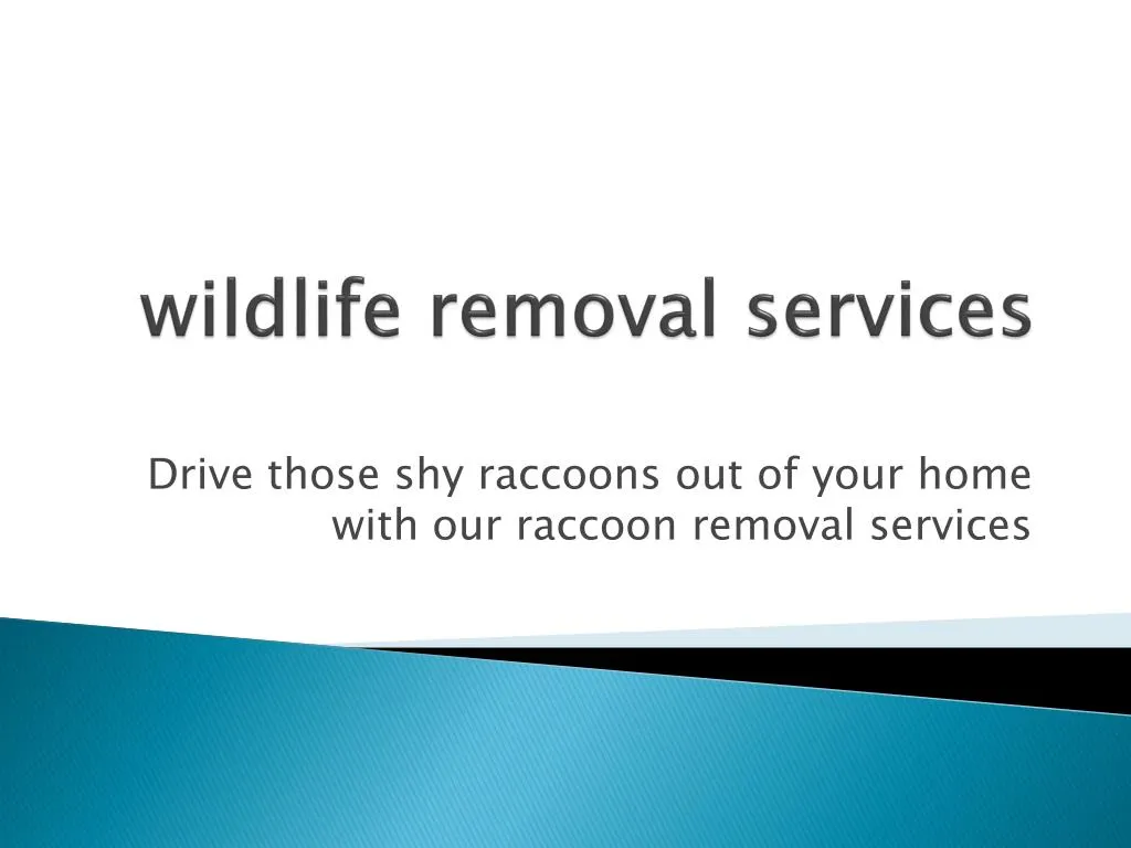 PPT Raccoon control Mississauga Wildlife removal Toronto PowerPoint
