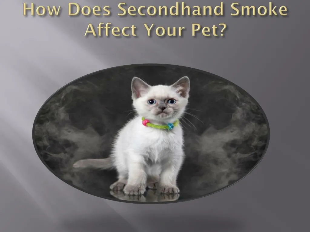 ppt-how-does-secondhand-smoke-affect-your-pet-powerpoint