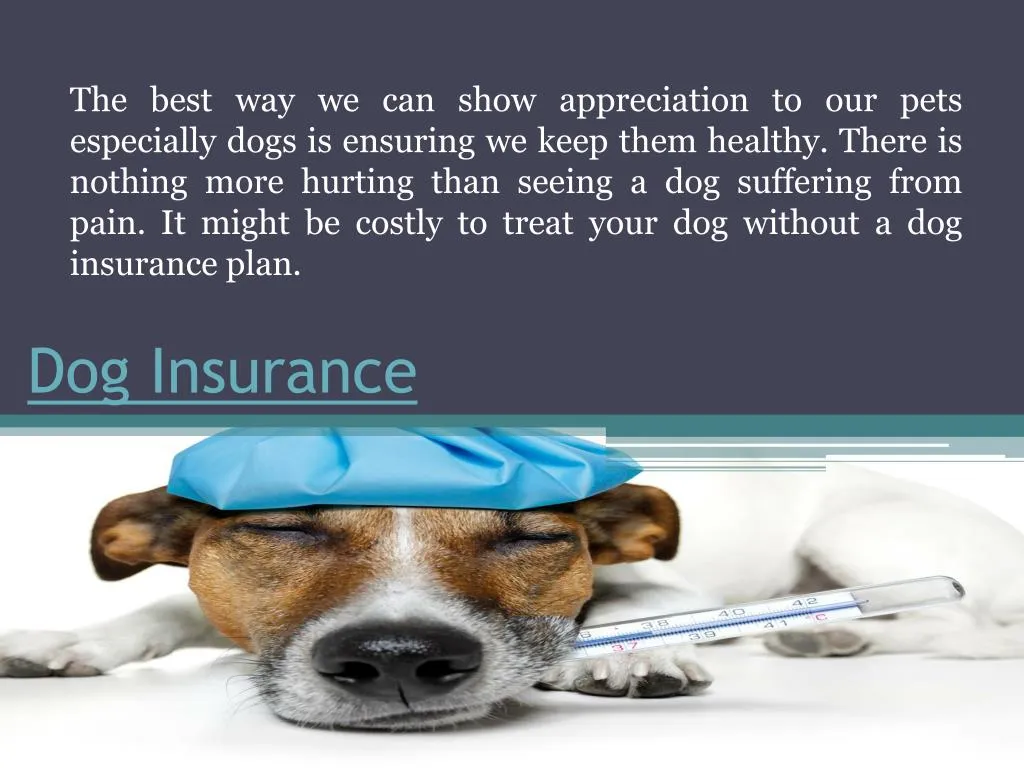 ppt-how-much-is-dog-insurance-powerpoint-presentation-free-download