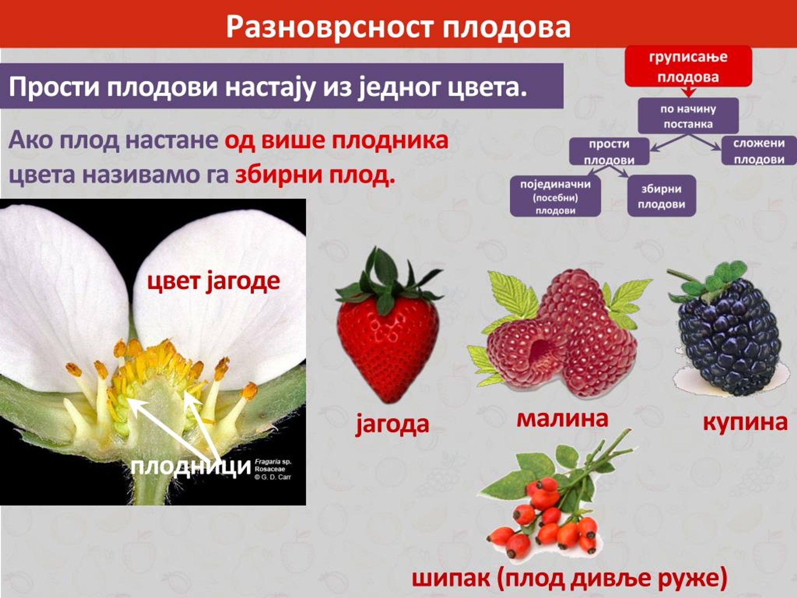 Функции плода у растений. Какую функцию выполняет плод у растений. Семейство Розоцветные строение цветка. Название частей плодника.