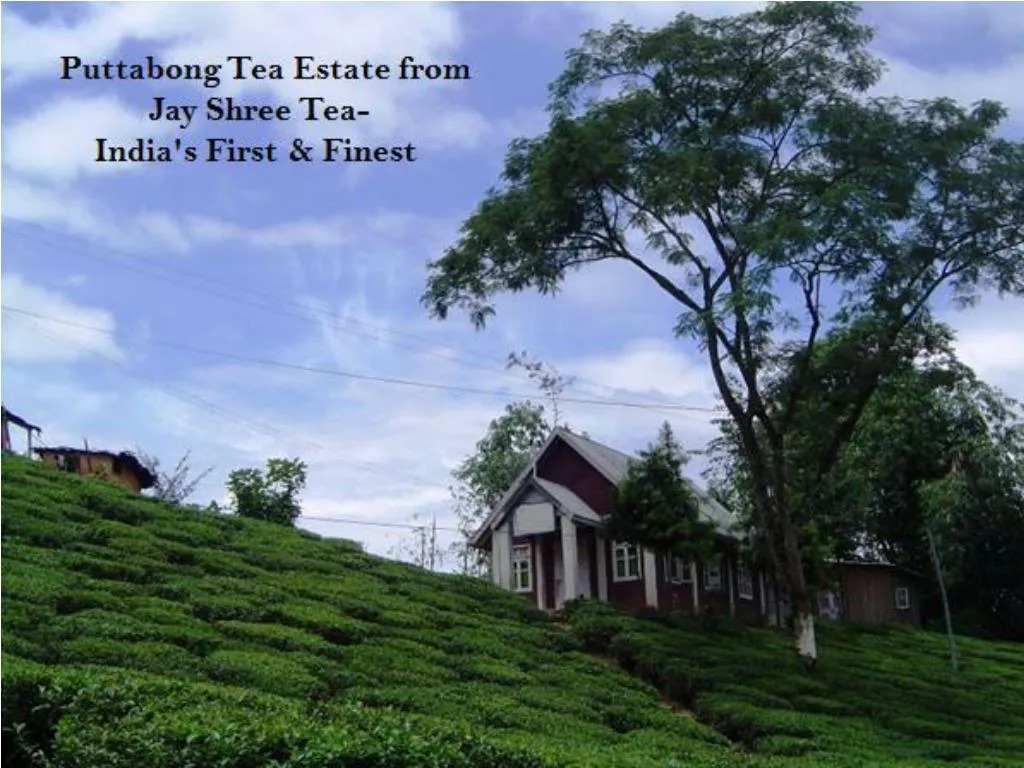 Ppt Puttabong Tea Estate From Jay Shree Tea Indias First And Finest