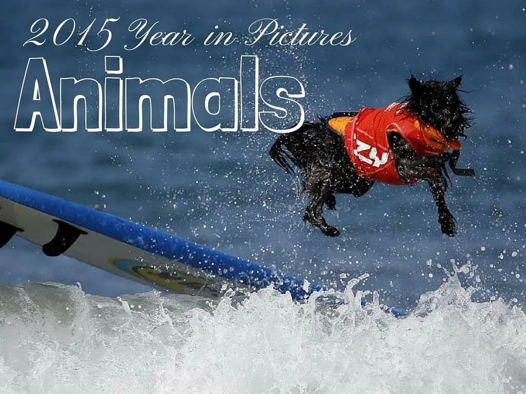 2015 year in pictures animals n.