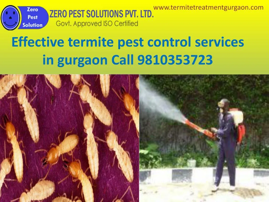 effective termite pest control services in gurgaon call 9810353723 n.