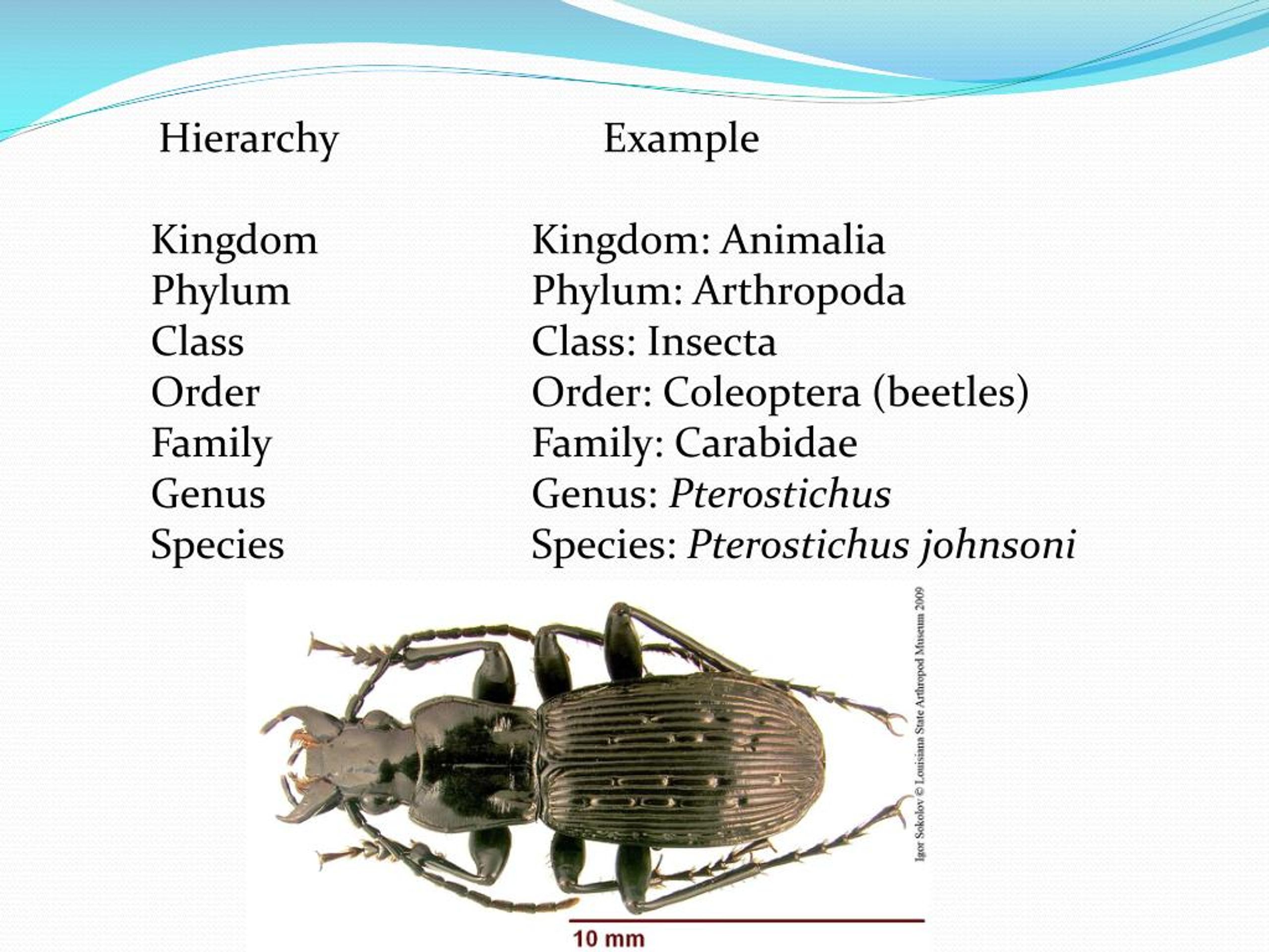 PPT - Hierarchy Example Kingdom Kingdom : Animalia Phylum Phylum :  Arthropoda PowerPoint Presentation - ID:7293185
