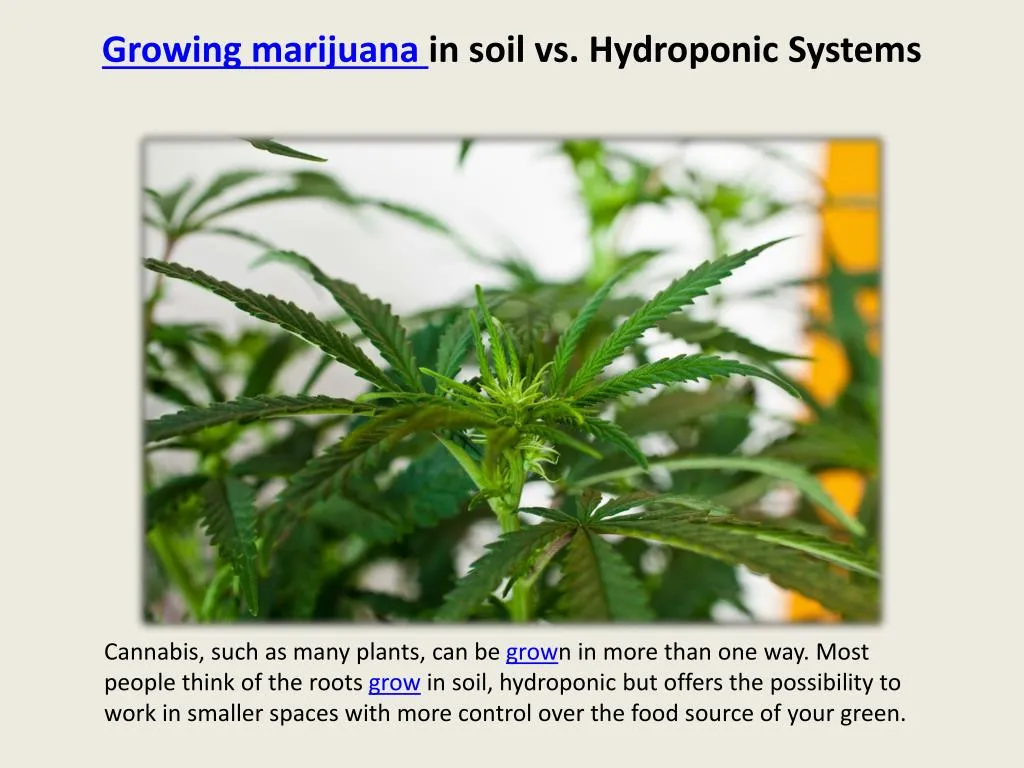PPT Growing marijuana in soil vs. Hydroponic Systems PowerPoint