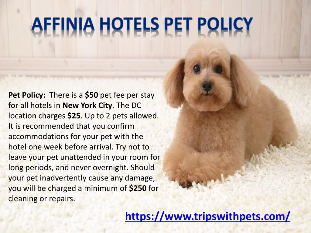 Hotel Pet Policy The O Guide