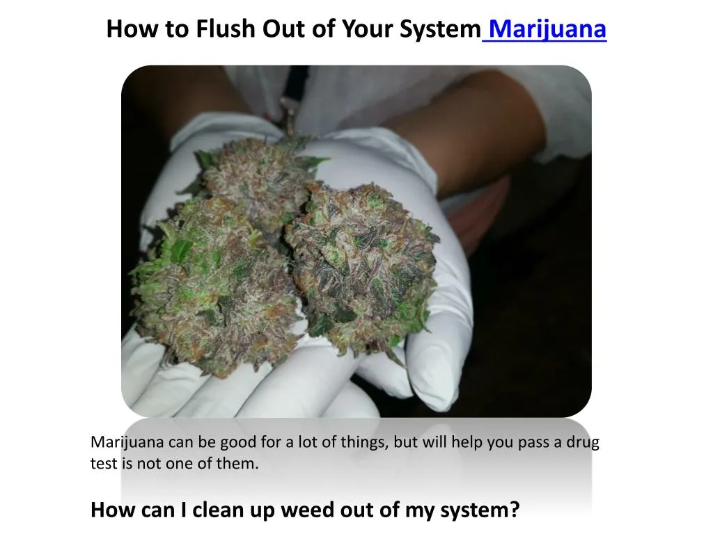 PPT - How to Flush Out of Your System Marijuana PowerPoint Presentation