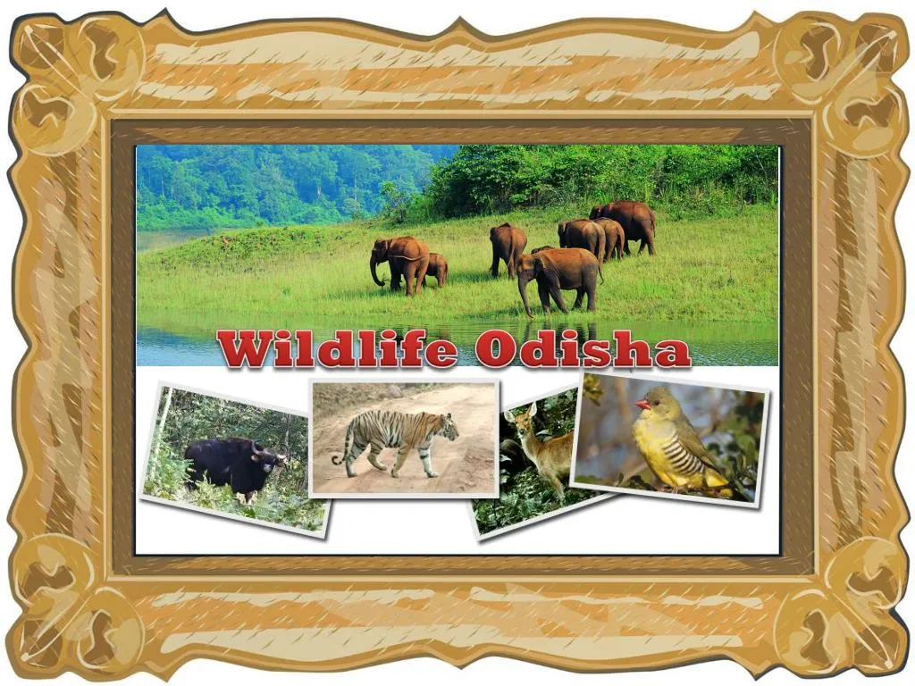 PPT - wildlife odisha PowerPoint Presentation, free download - ID:7304585