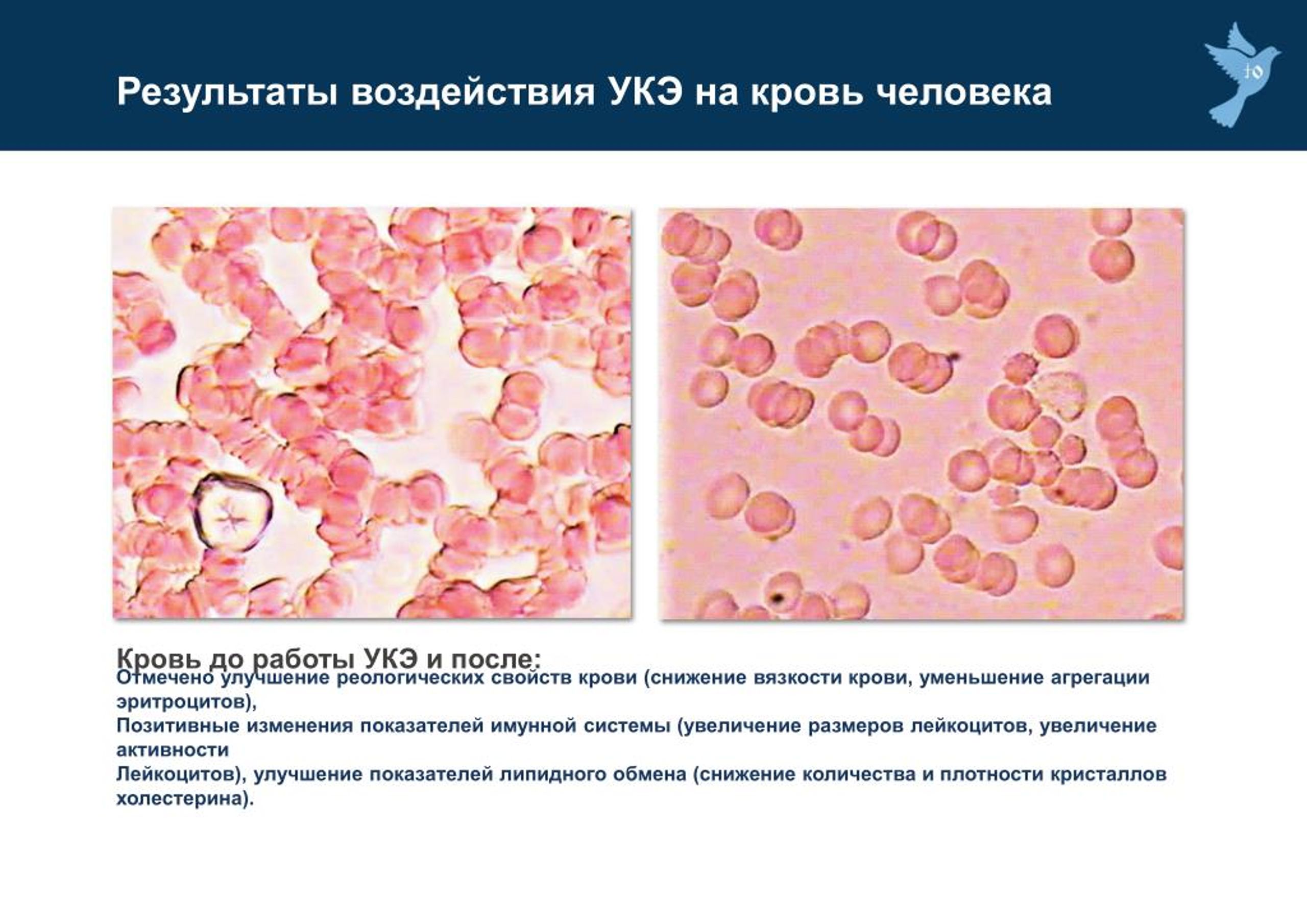 Результат влияния. Механизм повышения лейкоцитов. Уменьшение агрегации эритроцитов. Плотность человеческой крови. Агрегация лейкоцитов.