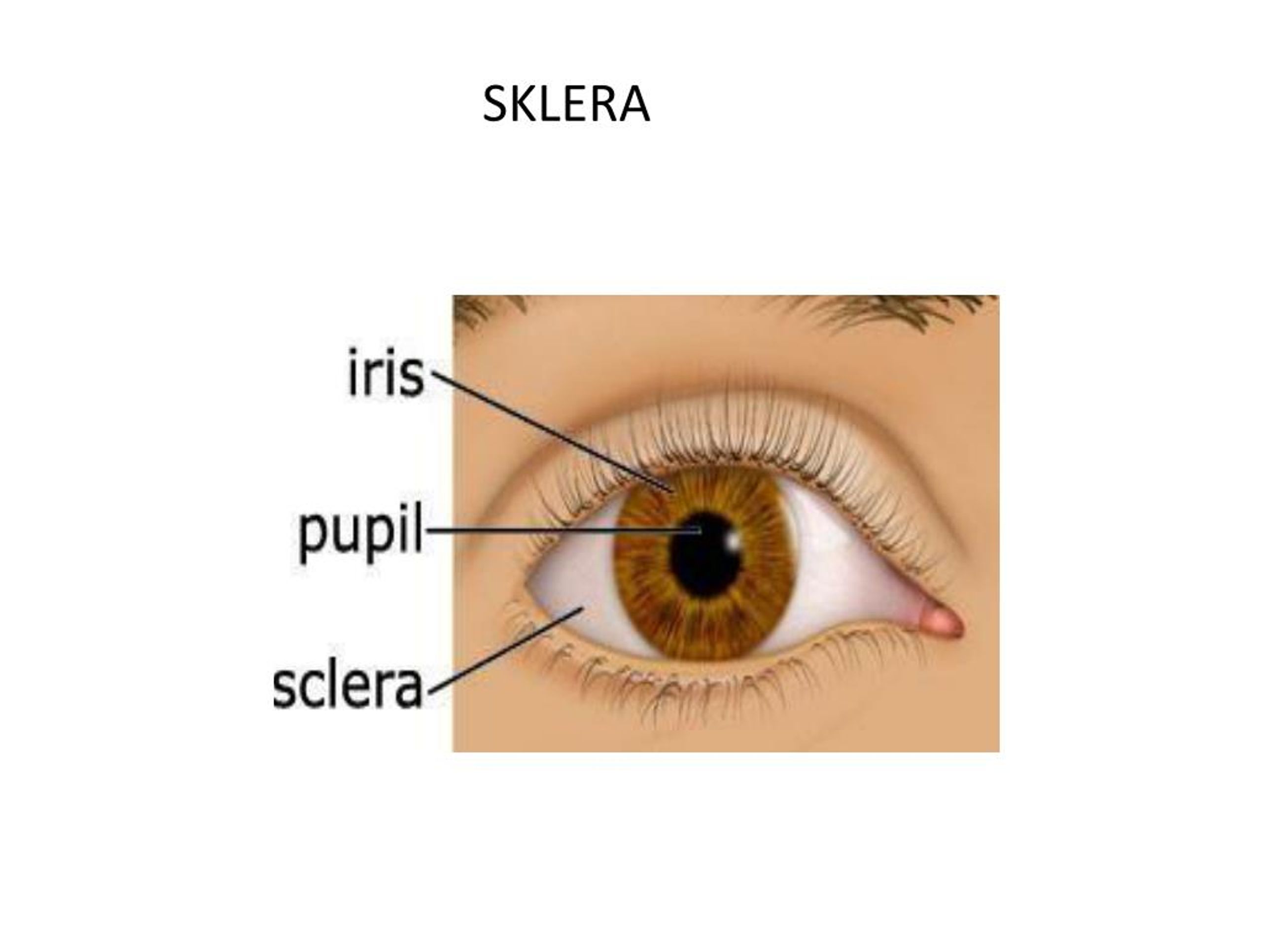 Склера это. Sclera Anatomy.