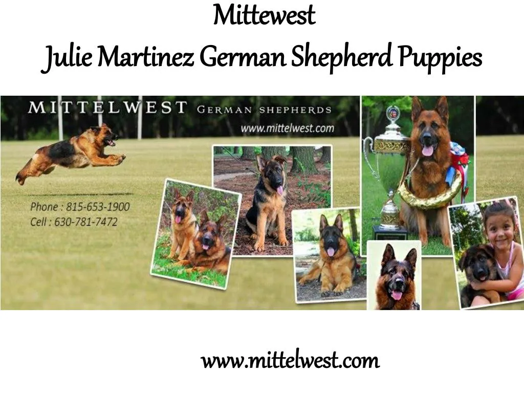 mittelwest german shepherds for sale