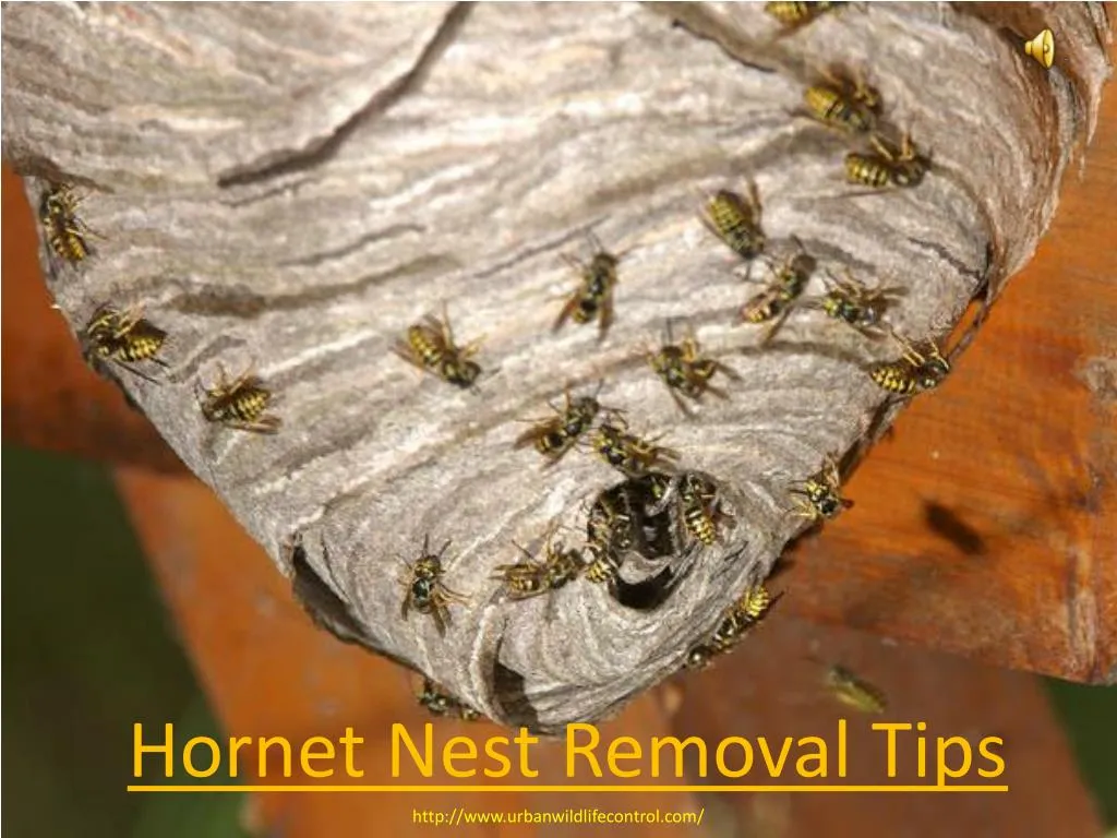 PPT - Hornet Nest Removal Tips PowerPoint Presentation, free download ...