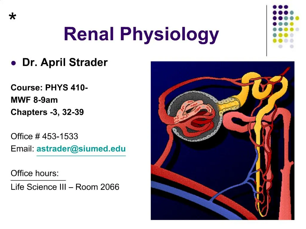 Ppt Renal Physiology Powerpoint Presentation Free Download Id731141 4446