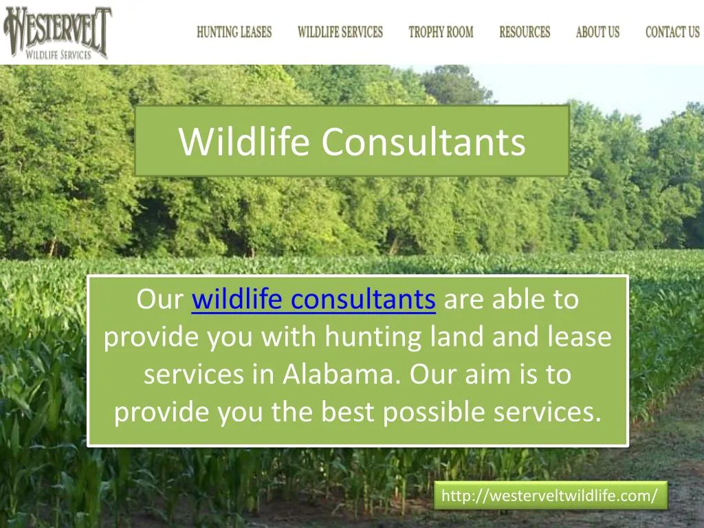 wildlife consultants n.