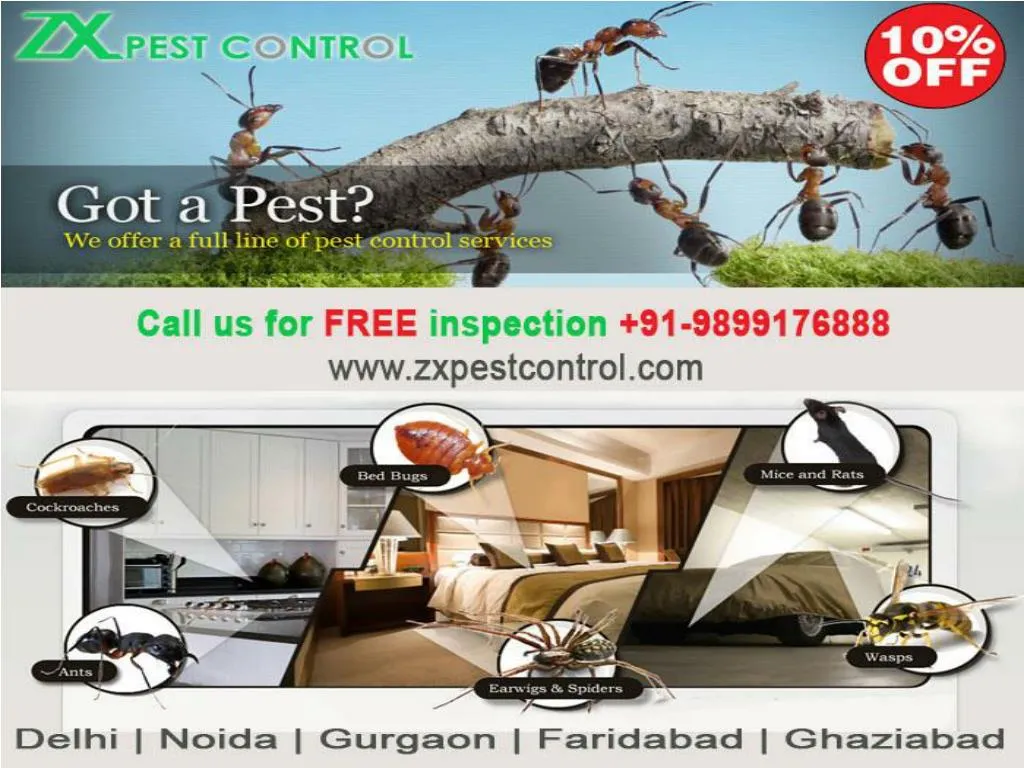 PPT pest control ghaziabad PowerPoint Presentation, free download