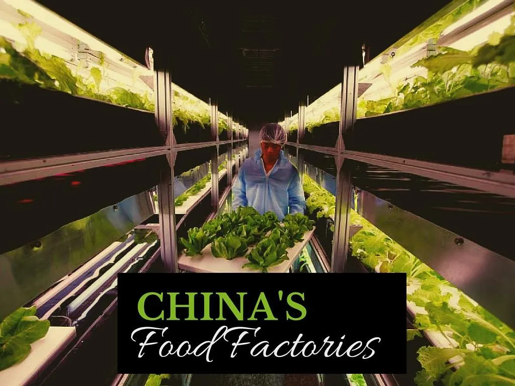 china s food factories n.