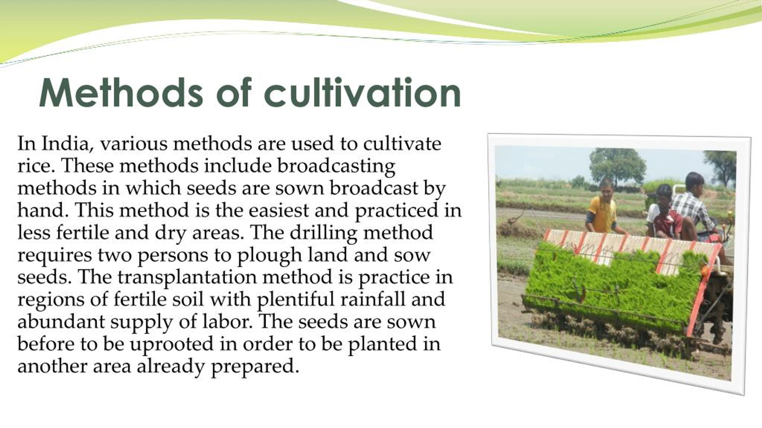 PPT CULTIVATION OF RICE IN INDIA PowerPoint Presentation Free 