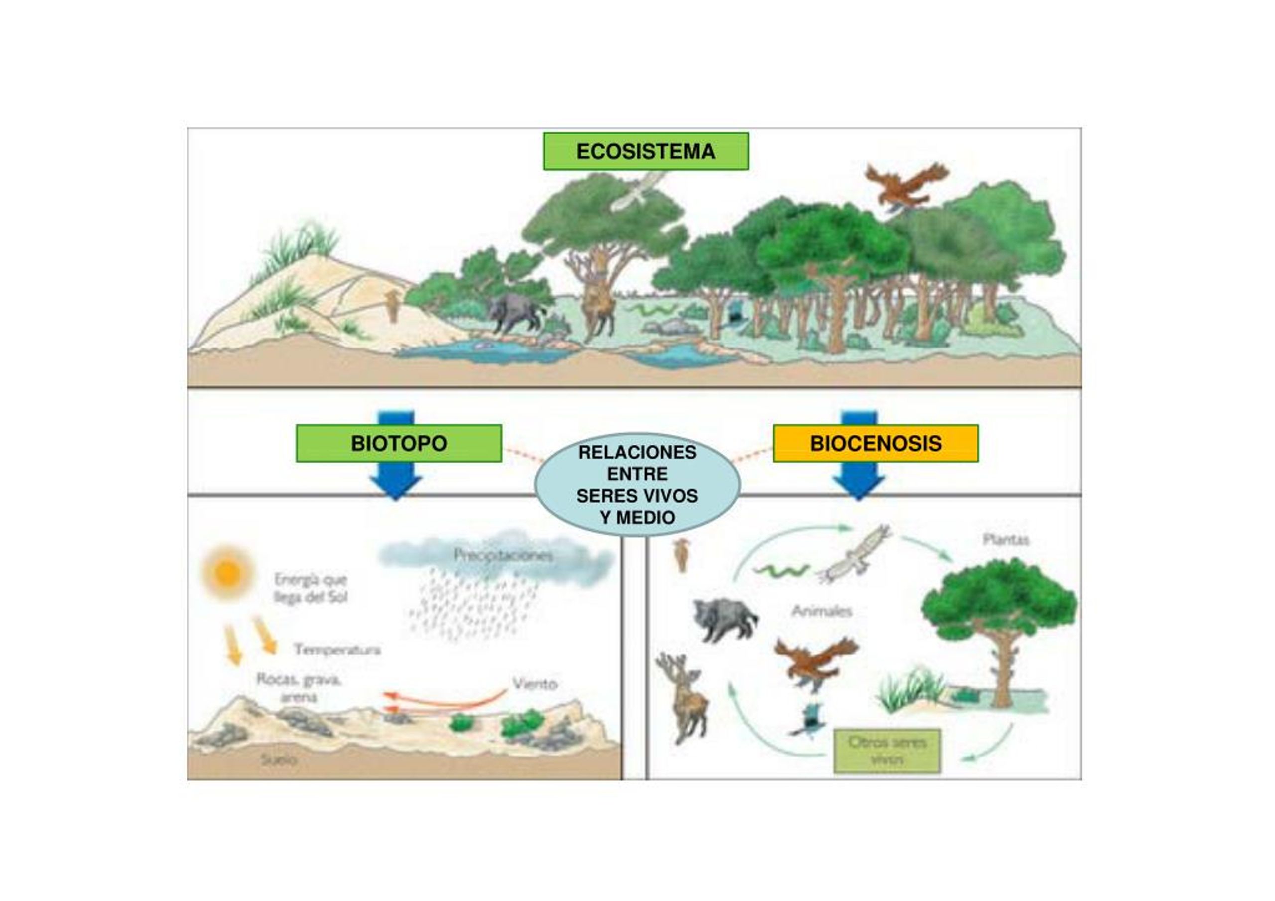 PPT - ecologia y sus elementos PowerPoint Presentation, free download ...