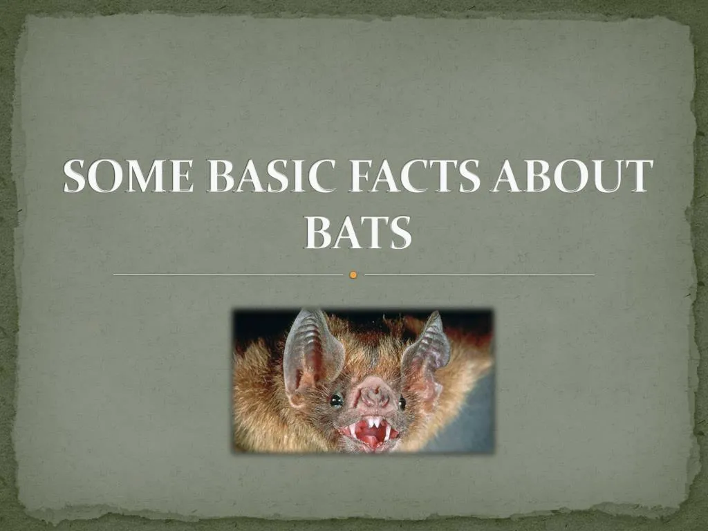 PPT - Some Basic Facts About Bats PowerPoint Presentation, Free ...