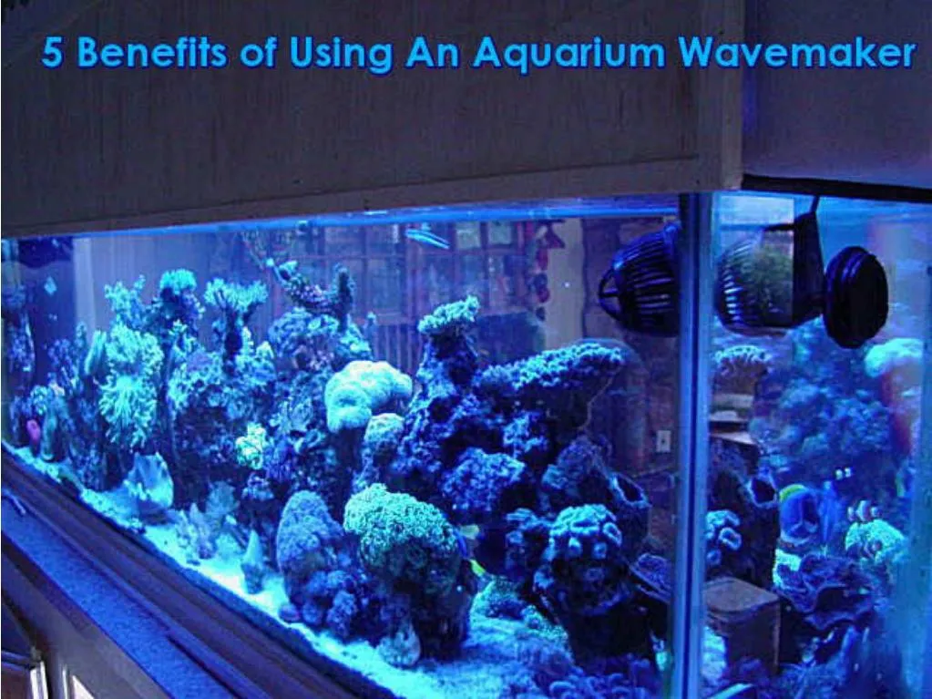 PPT 5 Advantages of Aquarium wavemaker PowerPoint Presentation, free