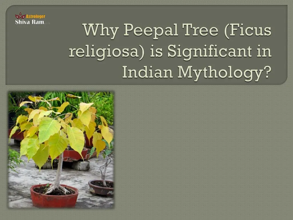 PPT - Reasons Why Peepal Tree is Significant in Indian Mythology ...