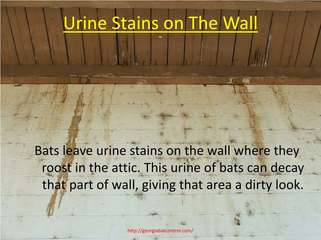PPT Bats in Attic Damage PowerPoint Presentation ID7375996