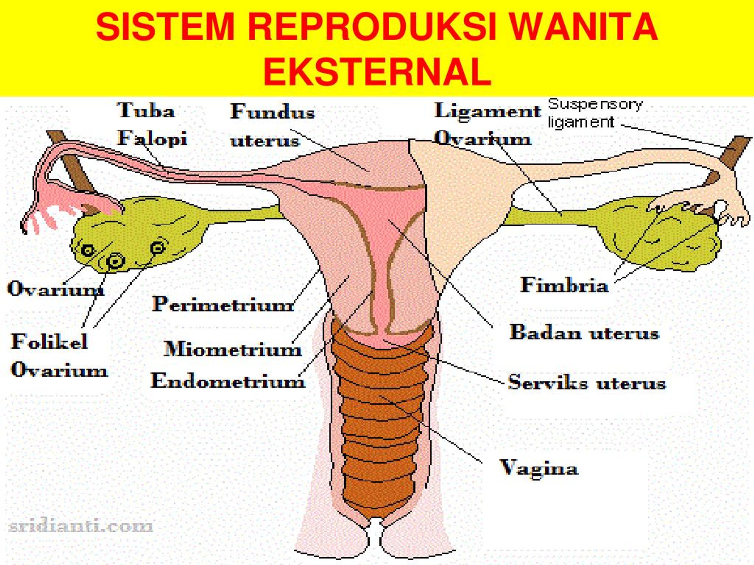 Gambar Sistem Reproduksi Wanita ~ Serba Serbi