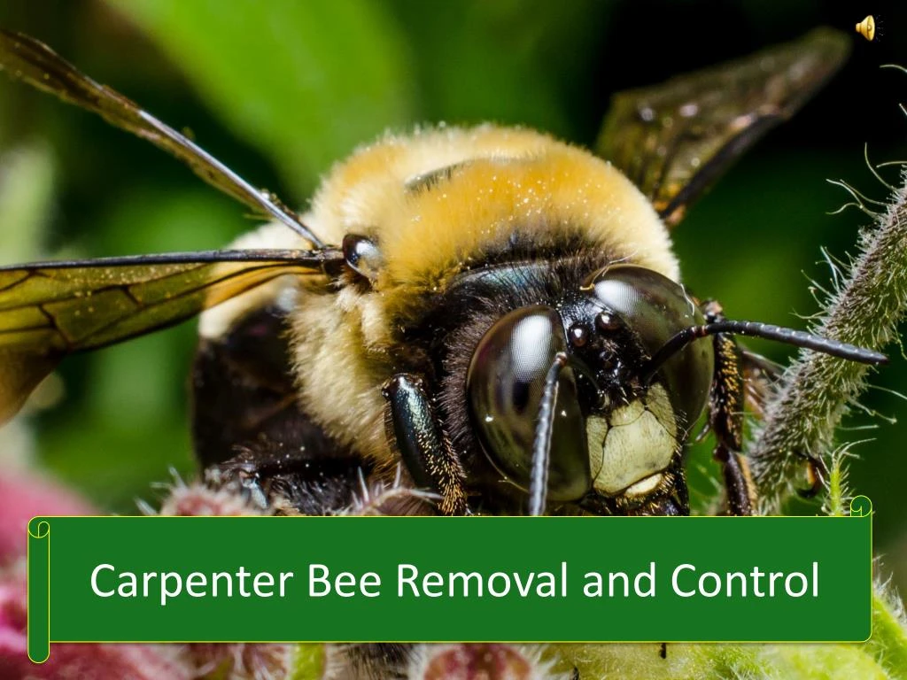 PPT - Carpenter Bee Removal and Control PowerPoint Presentation, free ...