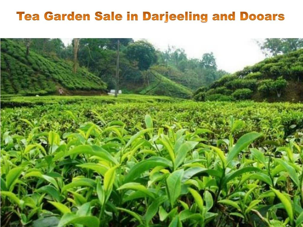 PPT - Tea Garden Sale in Darjeeling and Dooars PowerPoint Presentation ...