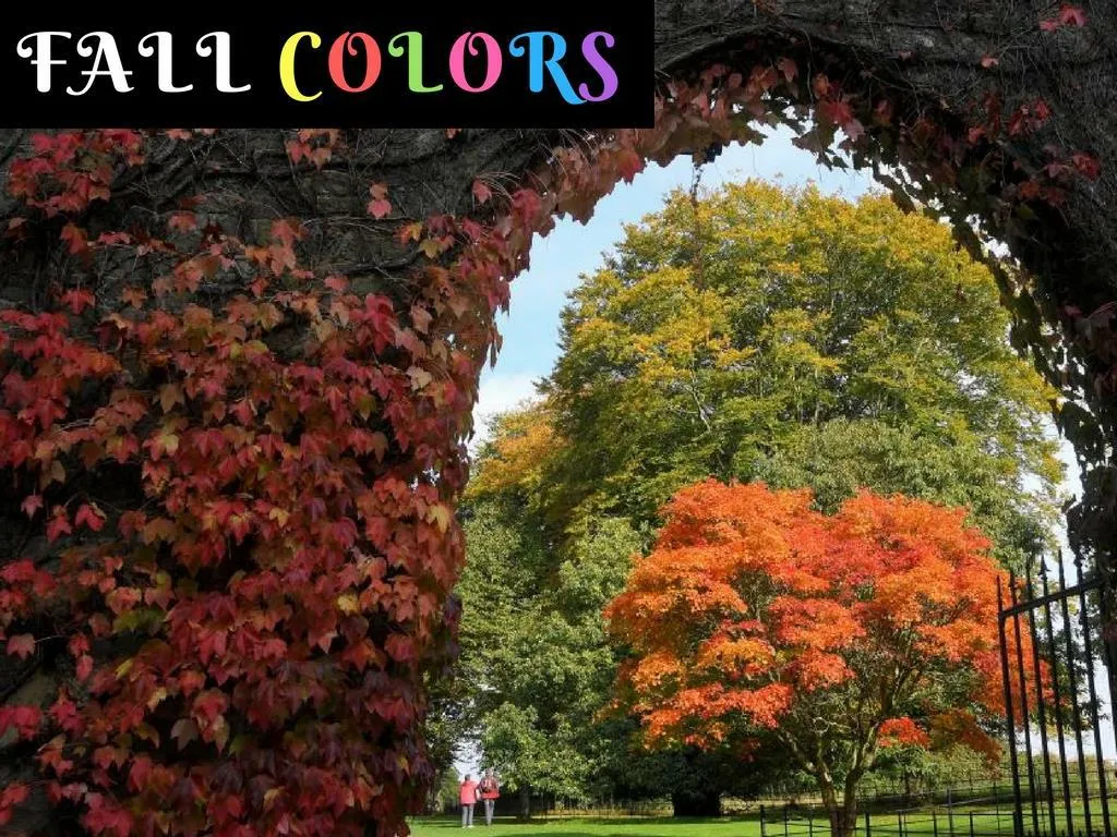fall colors n.