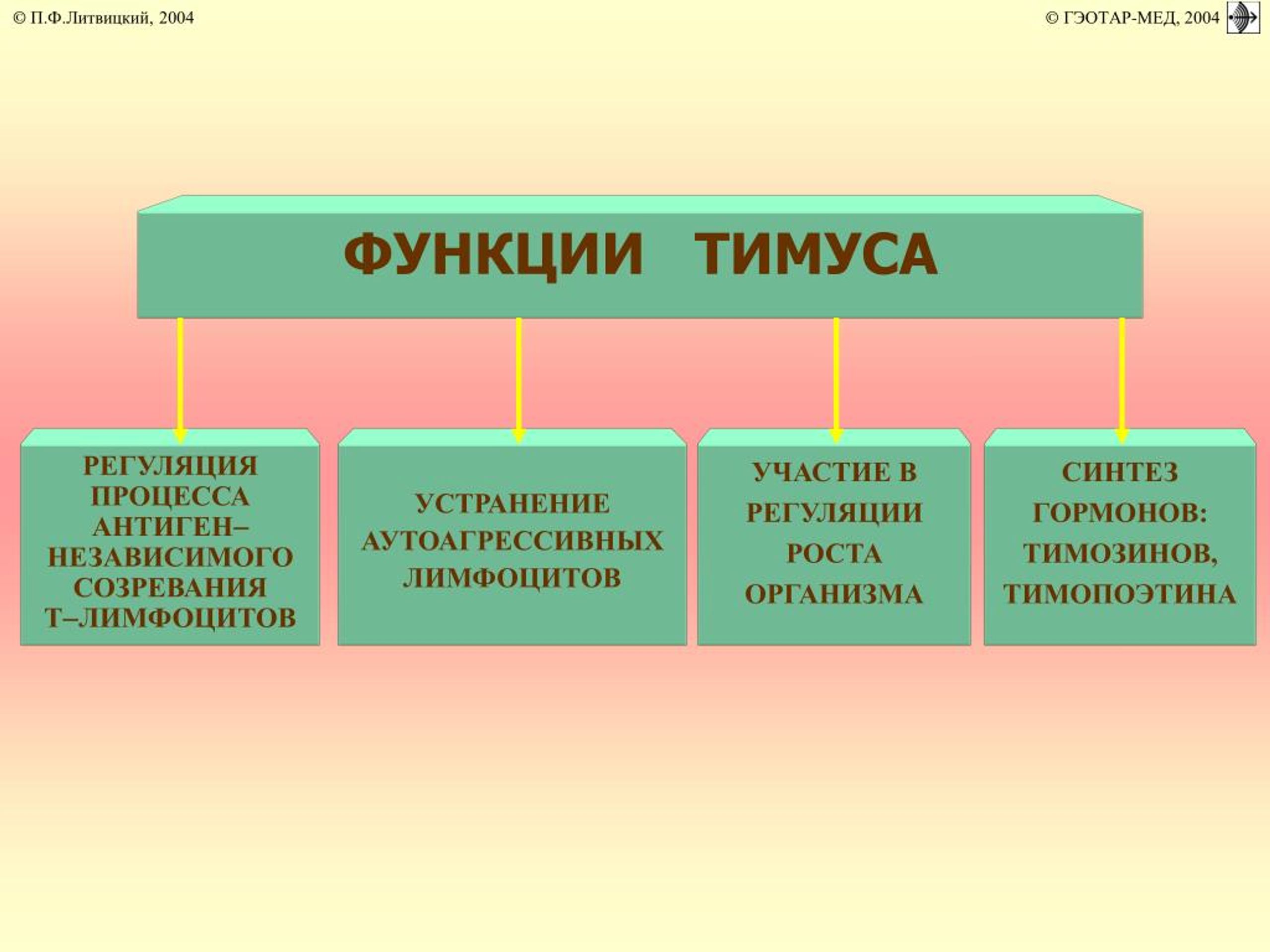 Гормоны тимуса физиология презентация