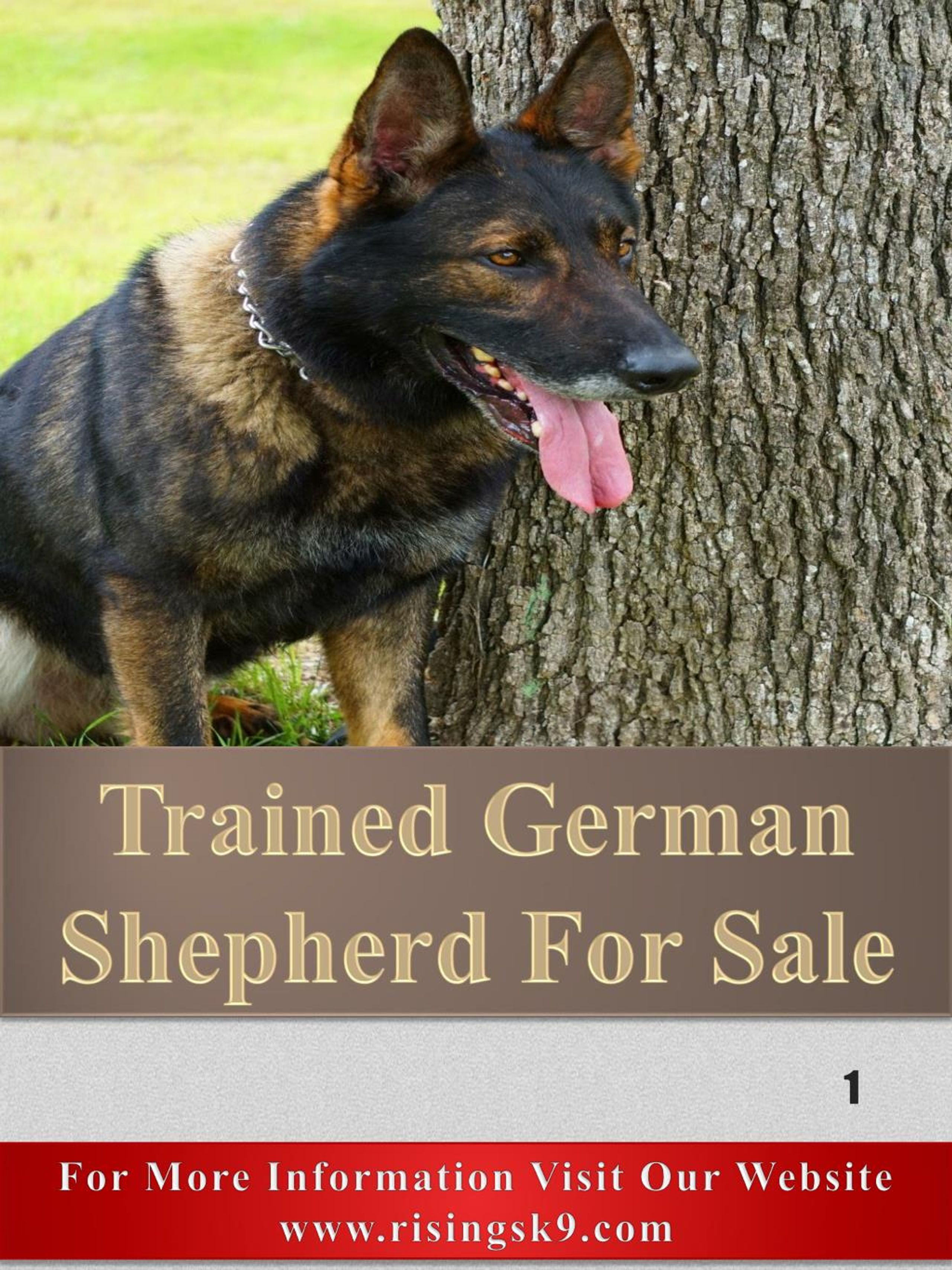 trained guard dogs for sale near me
