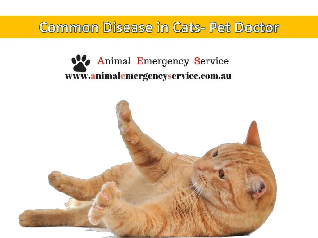 PPT Emergency Vet Hospital PowerPoint Presentation Free Download 