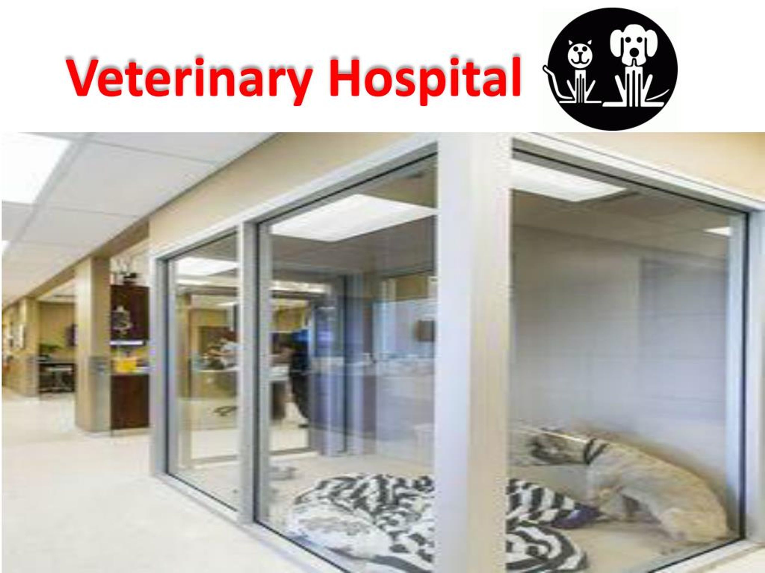 aes animal hospital