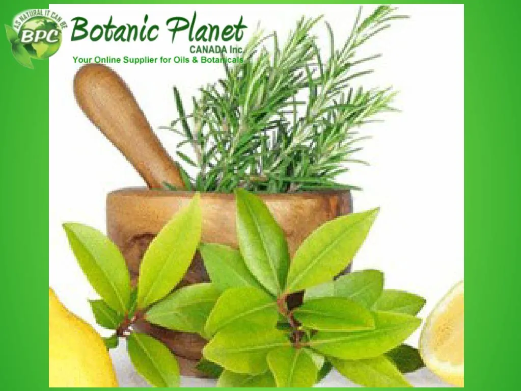 PPT Wholesale Essential Oils in Canada PowerPoint Presentation, free