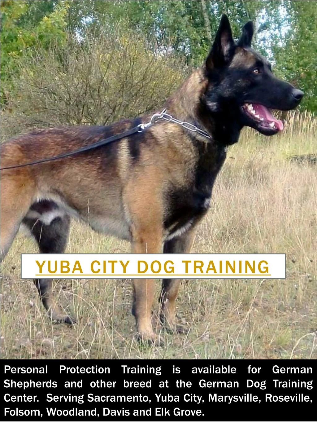 PPT Marysville Dog Training PowerPoint Presentation ID7469345
