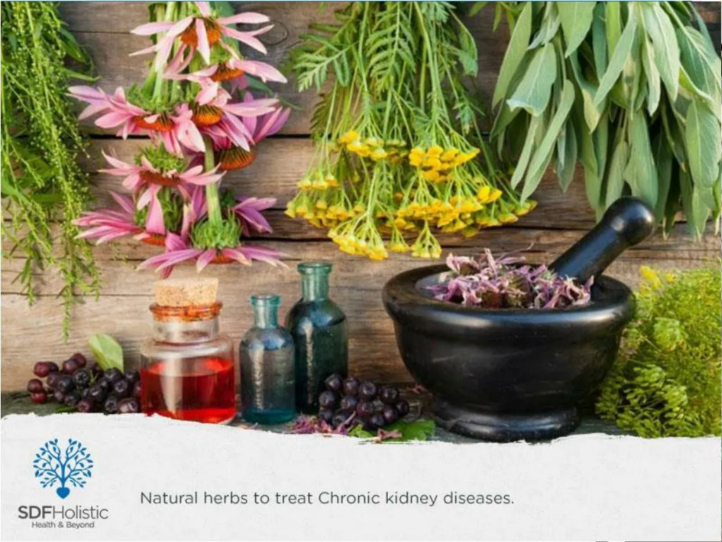 PPT Natural herbs to treat Chronic kidney diseases.pptx PowerPoint Presentation ID7475884