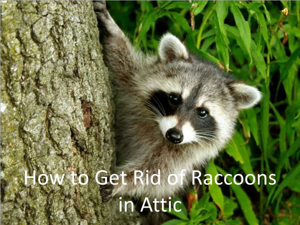 PPT - How to Get Rid of Raccoons in Attic PowerPoint Presentation, free download - ID:7481263 - How To Get Rid Of Raccoons In Your Attic