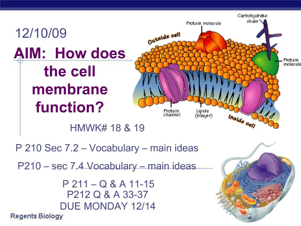 PPT - AIM: How does the cell membrane function PowerPoint Presentation